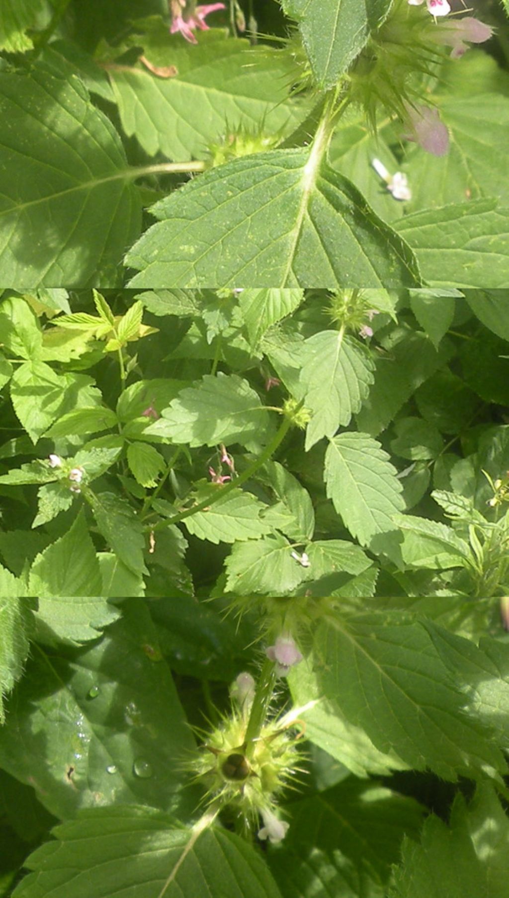 Lamiacea con eterottero:  Galeopsis cfr. segetum